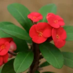 christ thorn plant