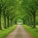 christian lane